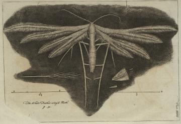 Print (Engraving) Hooke’s Micrographia, The White Feather-wing’d Moth