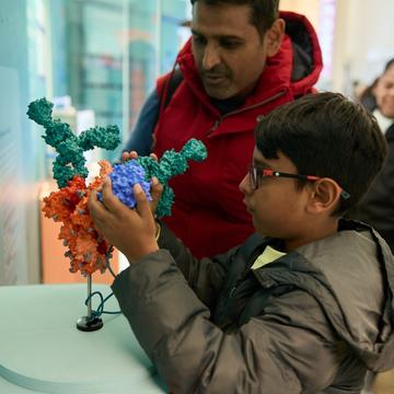 A Healthy Future for All? Model showing antibodies in action A Healthy Future for All? Model showing antibodies in action